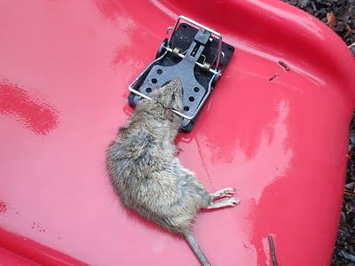 rodent trapping